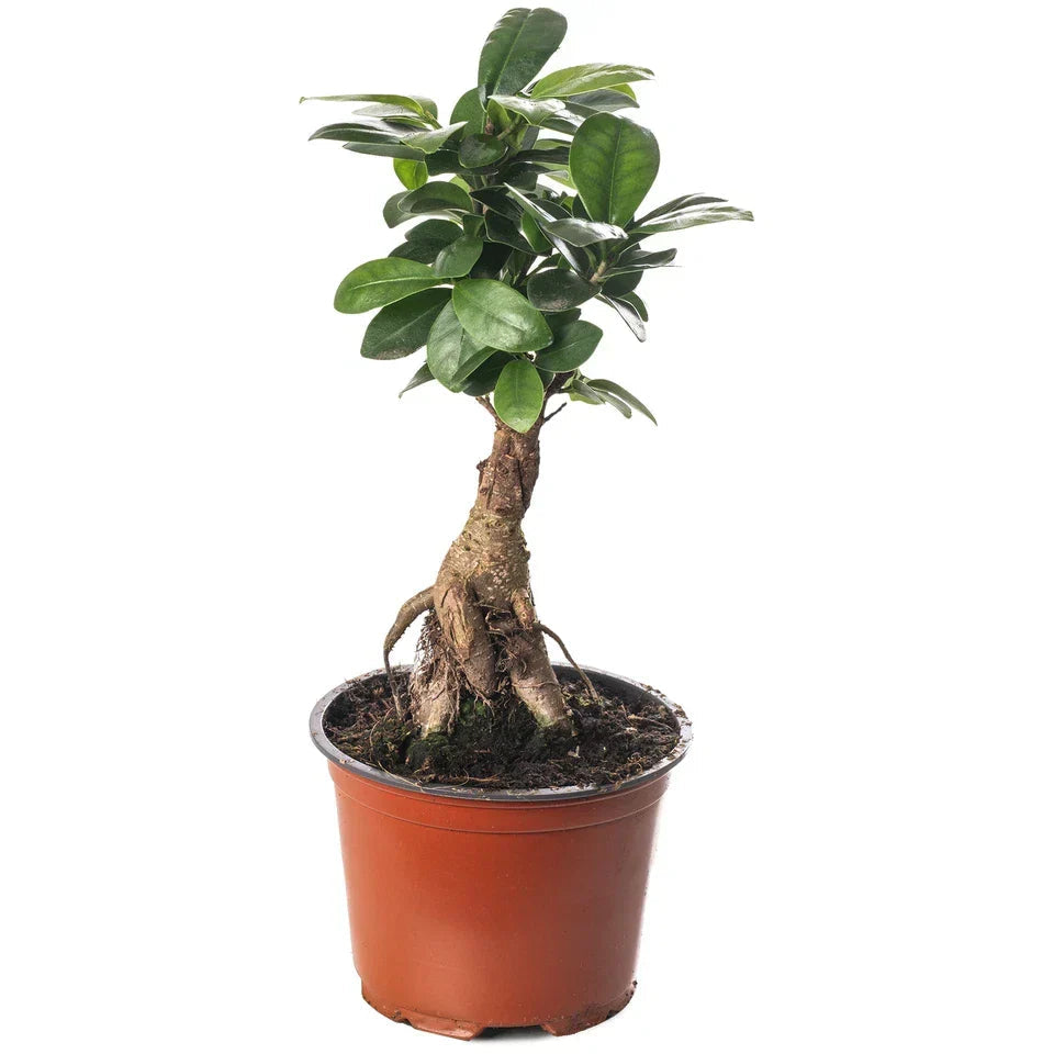 Ficus Ginseng Bonsai Tree Tall Indoor Plants Exotic Large Trees For Your Home CorbyCart