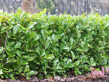 15 Cherry Laurel Evergreen Hedging Plants Fast Growing Shrub 40-60cm Potted
