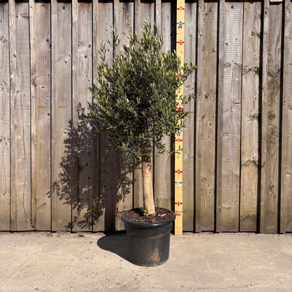 Thick Stem Olive Tree - L