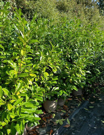 10 Cherry Laurel Hedging Evergreen Plant Fast Growth 3-4ft Large 5 Litre Pots