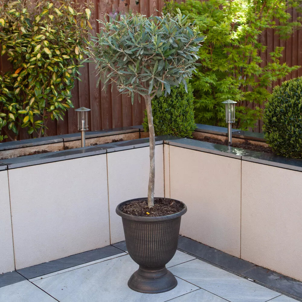 Yougarden Olive Tree Standard 80cm Tall Corbycart
