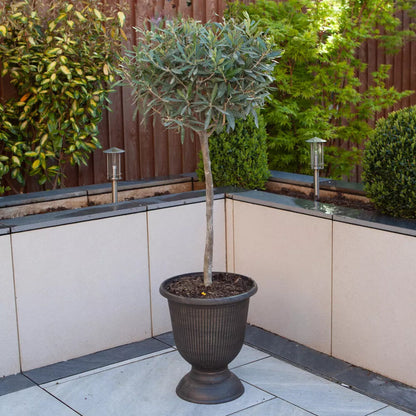 Yougarden Olive Tree Standard 80cm Tall Corbycart