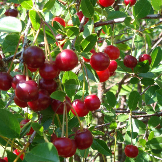 Cherry Bush 'Porthos' Prunus Avium Plant in 3L Pot Corbycart