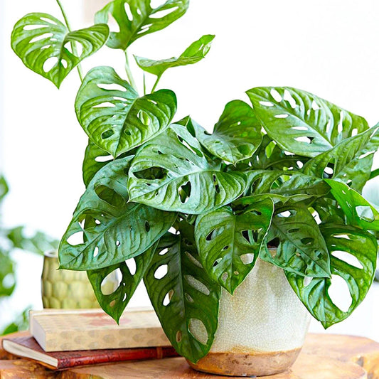 Vibrant Monstera Obliqua Monkey Leaf Indoor Potted Houseplant 20-30cm with Pot CorbyCart