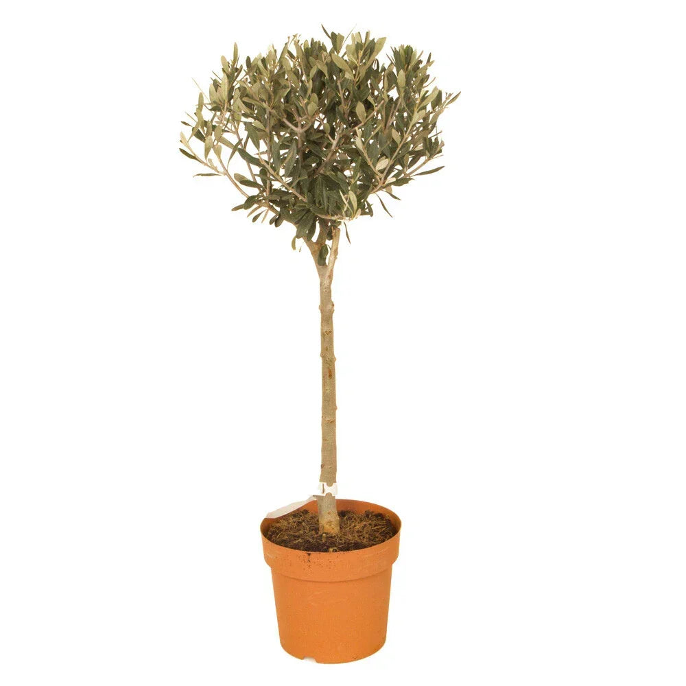 Yougarden Olive Tree Standard 80cm Tall Corbycart