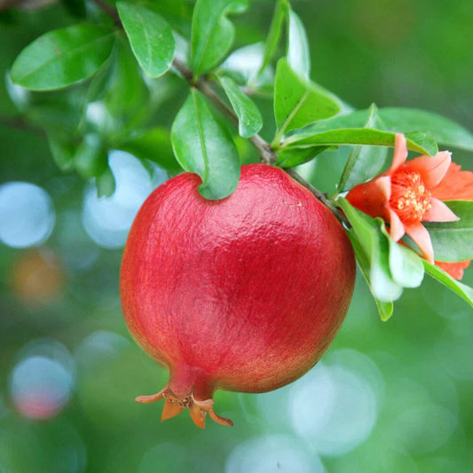 Dwarf Pomegranate Bush, Punica Nana , Hardy Compact Fruit Shrub,9cm Pot Corbycart