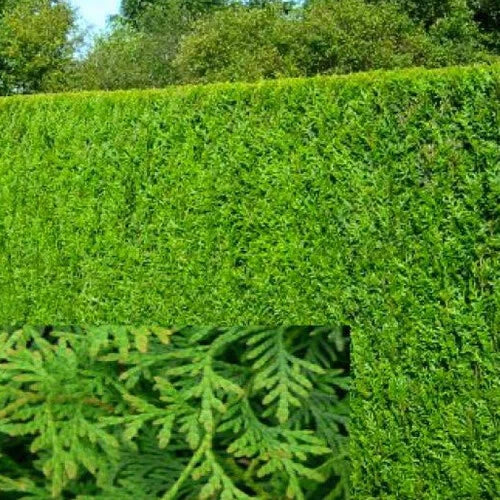 25 X THUJA PLICATA 'ATROVIRENS' RED CEDAR EVERGREEN HARDY HEDGING PLANT IN POT
