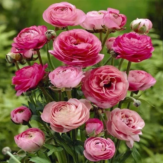 20 Ranunculus Asiaticus PINK Summer Flowering Bulbs Persian Buttercup Corms Corbycart