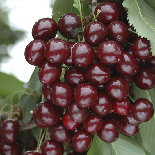 Cherry Bush 'Porthos' Prunus Avium Plant in 3L Pot Corbycart