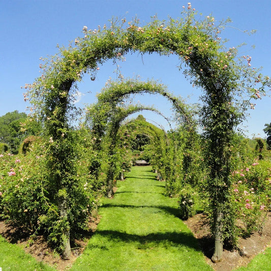 LARGE 2.4M HEAVY DUTY METAL GARDEN ARCH STRONG ROSE CLIMBING PLANTS SUPPORT CorbyCart