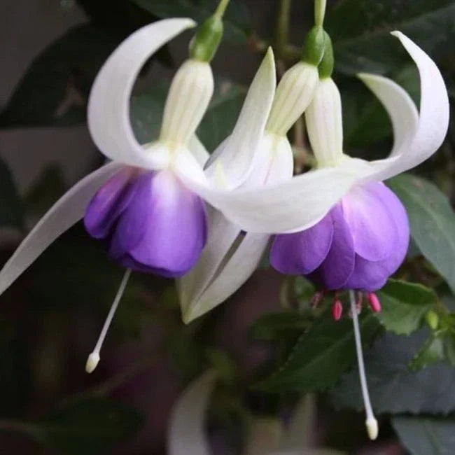 FUCHSIAS x3 Hardy Perennial Variety Pack | Young Plants in 9cm pots CorbyCart