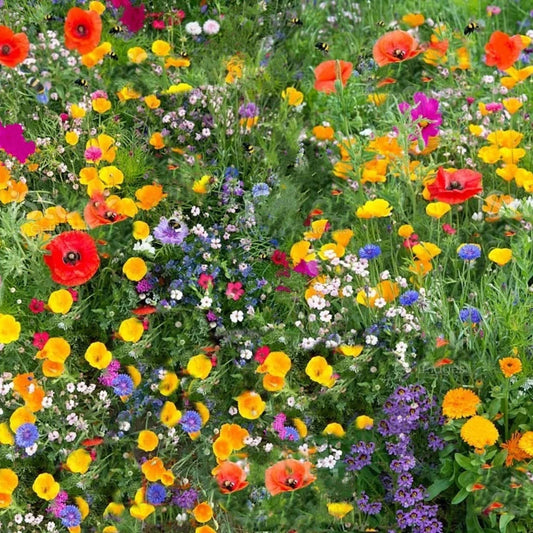 Wild Flower 50g seeds throw grow Meadow Scented Bee Butterfly Garden CorbyCart