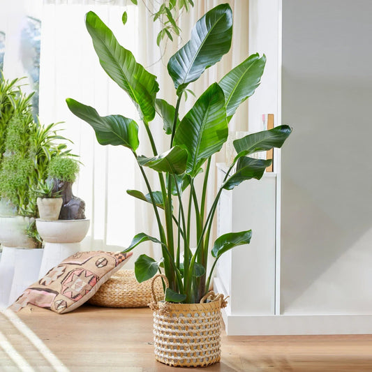 Strelitzia Nicolai Large Indoor House Plant Real Evergreen Tall Exotic Plants Corbycart