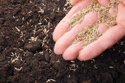 1kg Premium Shade Grass Seed - Ultra shade tolerant, luxury seed Corbycart