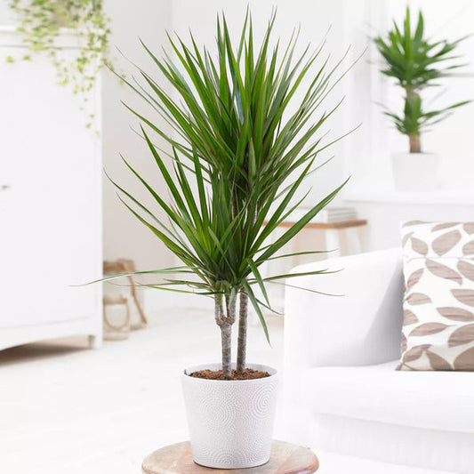 Dragon Tree Large Indoor House Plant Real Evergreen Tall Exotic Big Rare Plants Corbycart