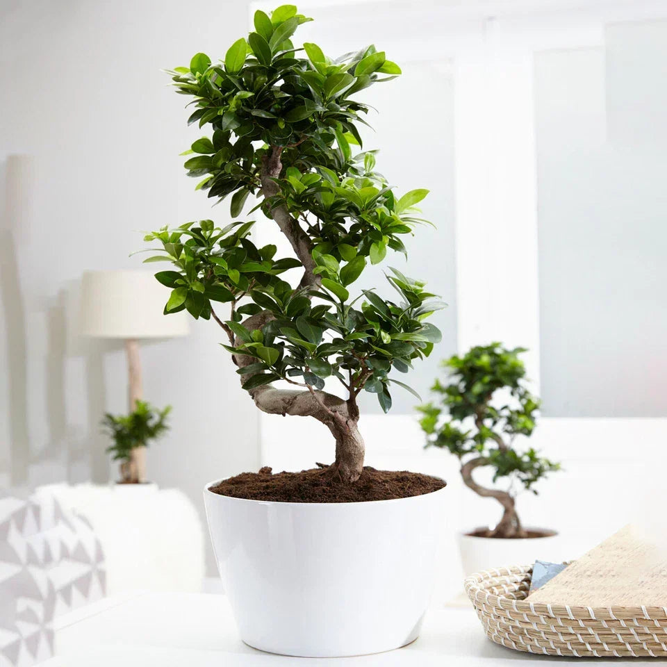 Ficus Ginseng Bonsai Tree Tall Indoor Plants Exotic Large Trees For Your Home CorbyCart