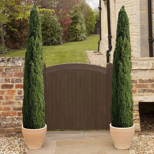 Pair of Italian Cypress Trees 90-120cm Tall, Ornamental Evergreen Shrubs Potted Corbycart