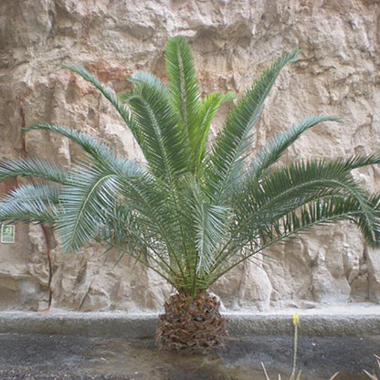 Hardy Phoenix palm 55-75cm in 14cm pot Single