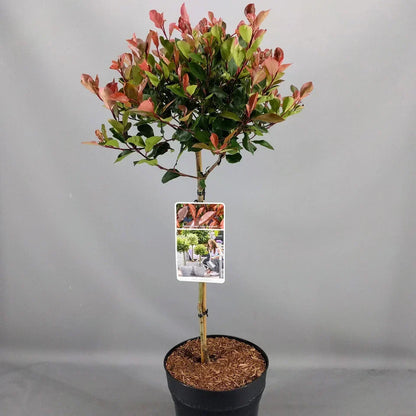 Photinia 'Little Red Robin' Standard Tree 70-80cm