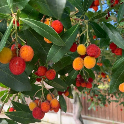 Arbutus unedo Compacta Plant in 9cm Pot - Easy Grow Strawberry Tree Garden Shrub