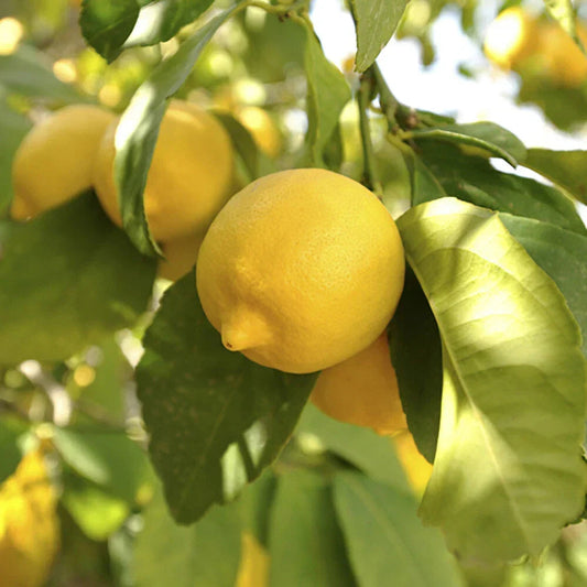 Citrus Fruit Tree, Lemon Citron, Fragrant Evergreen, 7?9cm Pot, Grow Your Own Corbycart