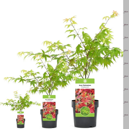Acer palmatum 'Osakazuki',  Japanese Maple Deciduous Garden Plant Tree In Pot