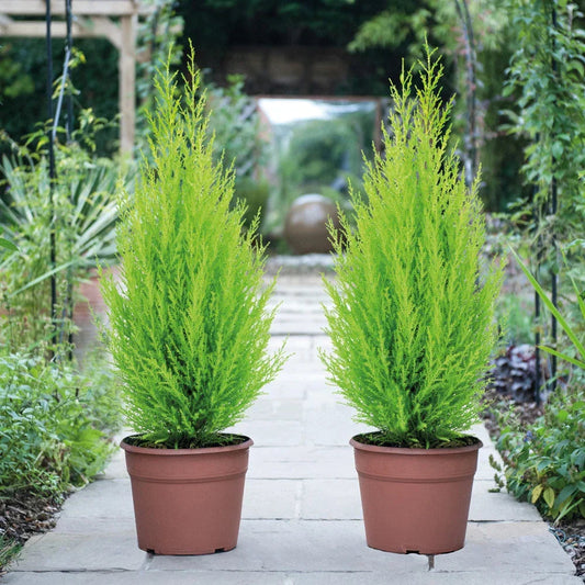 Cupressus Plant Conifer Wilma Goldcrest Lemon Scented Evergreen 10.5cm Pots Corbycart