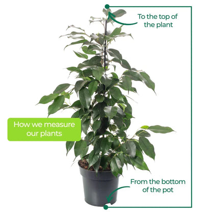 Weeping Fig Large Indoor House Plant Real Ficus Danielle Evergreen Tall Plants
