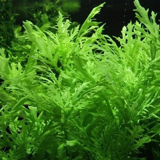 Hygrophila Difformis (5x) Water Wisteria Live Aquarium Plant Tropical Corbycart
