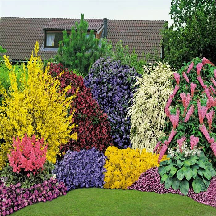 5 x Mixed Established Garden Shrubs In 9cm Pots Corbycart