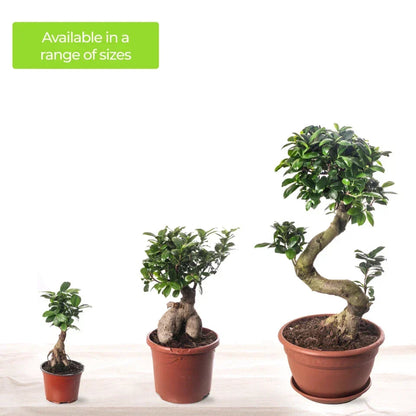 Ficus Ginseng Bonsai Tree Tall Indoor Plants Exotic Large Trees For Your Home CorbyCart