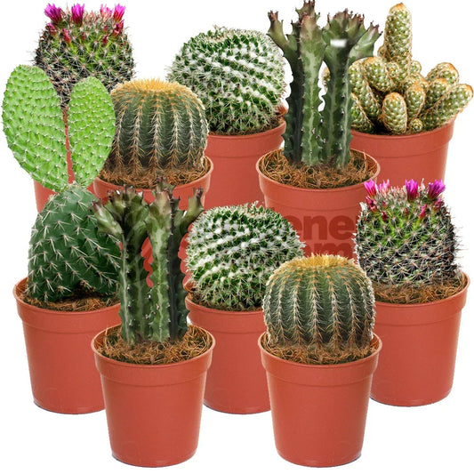 Cactus Mix - 10 Plants - House / Office Live Indoor Pot Plant - Ideal Gift Corbycart
