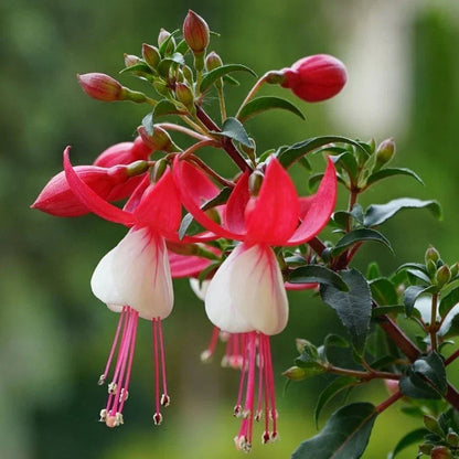 FUCHSIAS x3 Hardy Perennial Variety Pack | Young Plants in 9cm pots CorbyCart