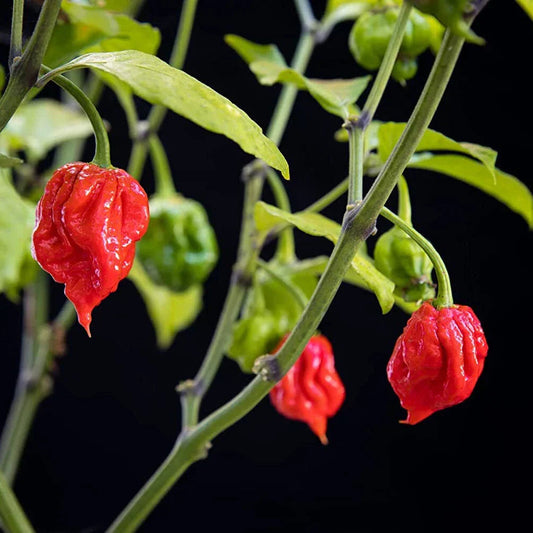 Chilli Plants - 'Carolina Reaper' - 3 x Large Plug Plant Pack Corbycart