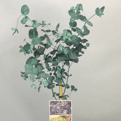 Eucalyptus gunnii Tree, Cider Gum, Potted Ornamental Trees for Small Gardens (70-80cm incl.pot)