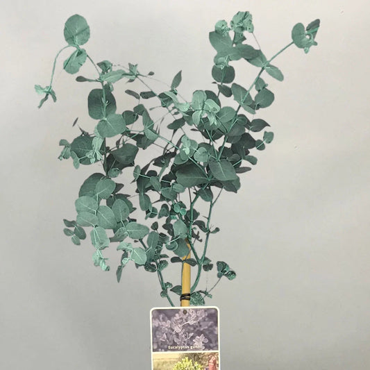 Eucalyptus gunnii Tree, Cider Gum, Potted Ornamental Trees for Small Gardens (70-80cm incl.pot) Corbycart