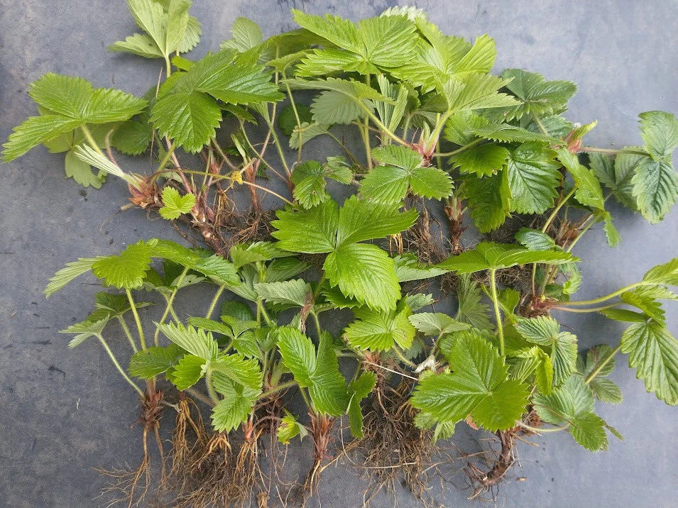 20 X Russian Wild Strawberry Plants! Berries All Year Round! No Care Needed Corbycart