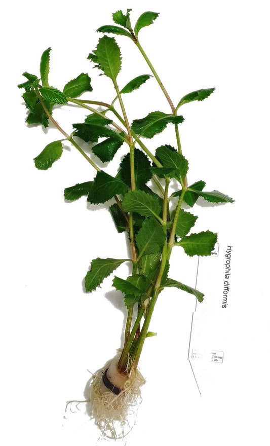 Hygrophila Difformis (5x) Water Wisteria Live Aquarium Plant Tropical Corbycart
