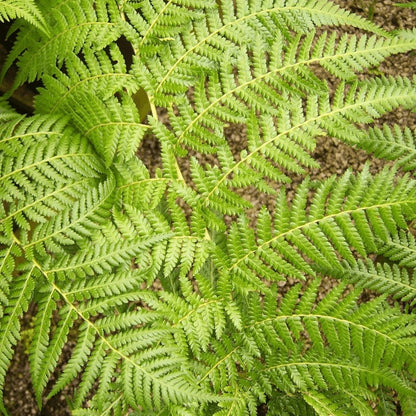 Tree Fern Plant in 17cm Pot - Dicksonia Antarctica