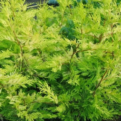 10x LEYLANDII GOLD | EVERGREEN CONIFER HEDGING 30-60cm