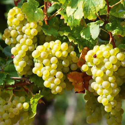 3 x Grape Vine Plant Mix - Garden Climbing Fruit Plant Grow Your Own Grapevine Corbycart