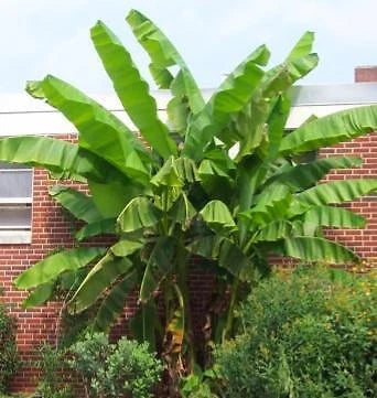 Large Musa Basjoo Fully Hardy Banana Fruit Tree 60-80cm Tall in a 3 Litre Pot Corbycart