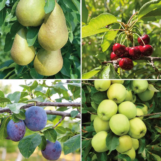 Mini Fruit Tree Patio Potted Garden Plants Apple Pear Plum Cherry 9cm Pots
