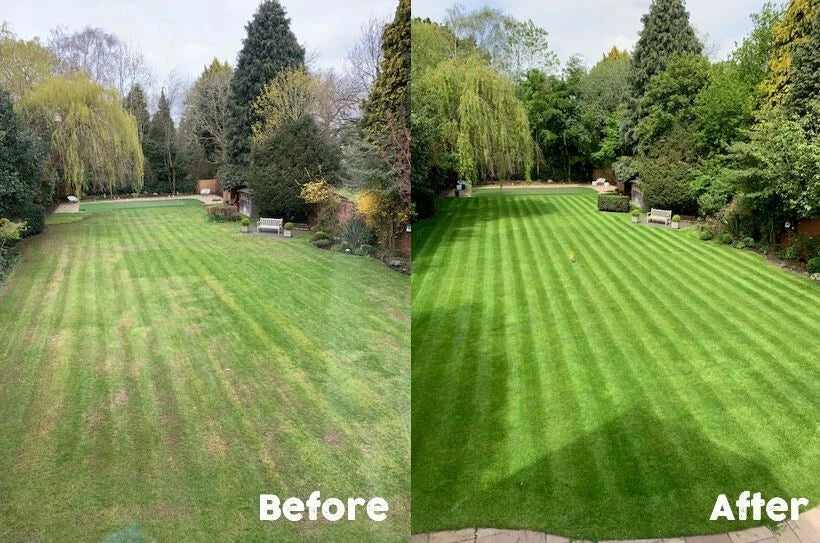 1kg Premium Shade Grass Seed - Ultra shade tolerant, luxury seed Corbycart