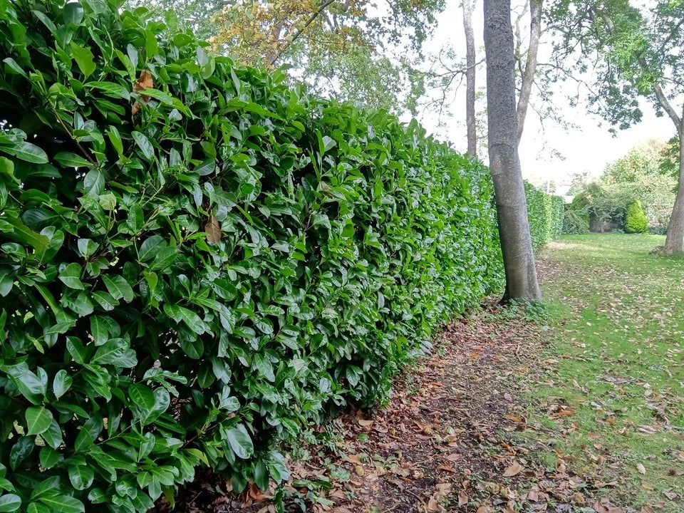2-3ft Cherry Laurel Hedging 60-90cm Evergreen Laurels for hedging 2l potted