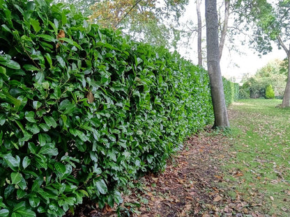 2-3ft Cherry Laurel Hedging 60-90cm Evergreen Laurels for hedging 2l potted