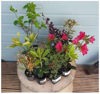 5 x Mixed Established Garden Shrubs In 9cm Pots Corbycart
