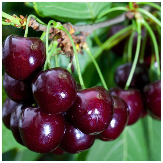 Cherry Tree 4-5ft tall, Large, Dark Red, Sweet & Juicy Cherries Corbycart