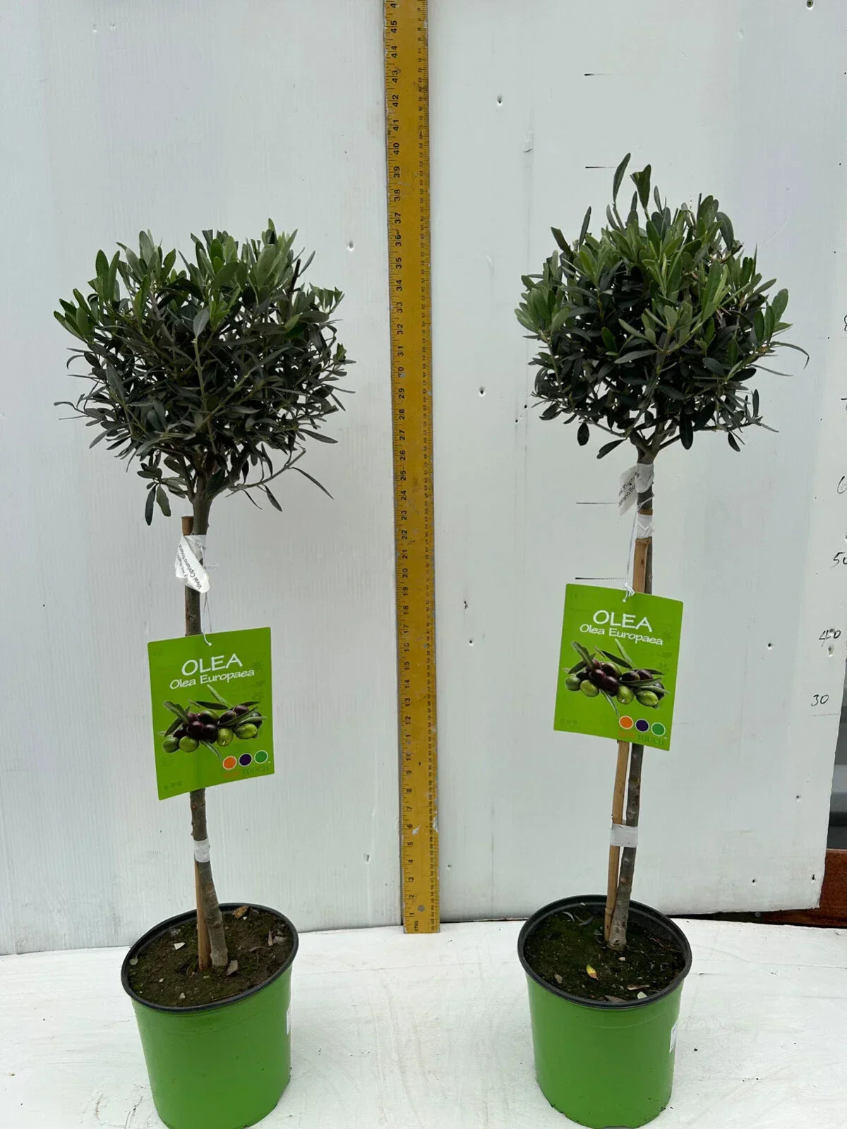 A pair of Standard Olive Trees approx.90cm inc.pot Corbycart