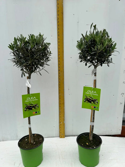 A pair of Standard Olive Trees approx.90cm inc.pot Corbycart